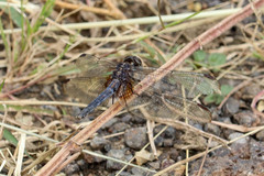 Erythrodiplax funerea