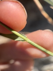 Bouteloua curtipendula