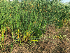 Schoenoplectus tabernaemontani