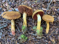 Cortinarius tinctorum