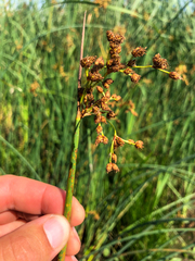 Schoenoplectus tabernaemontani