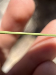Bouteloua curtipendula