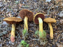 Cortinarius tinctorum