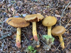 Cortinarius tinctorum