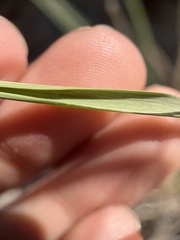 Bouteloua curtipendula