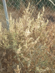Atriplex polycarpa
