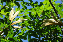 Ceiba speciosa