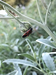 Lygaeus reclivatus