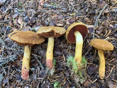 Cortinarius tinctorum