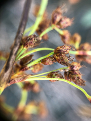 Schoenoplectus tabernaemontani