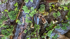 Azolla caroliniana