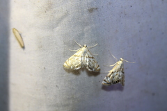 Neocataclysta magnificalis