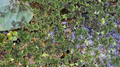 Azolla caroliniana