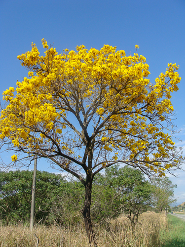Handroanthus umbellatus (Sond.) Mattos