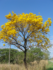 Handroanthus umbellatus