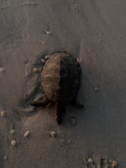 Malaclemys terrapin