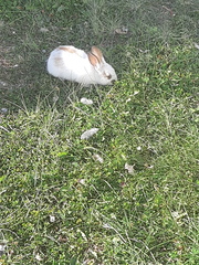 Oryctolagus cuniculus domesticus