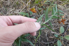 Lithospermum caroliniense