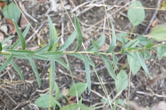 Lithospermum caroliniense