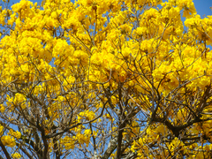 Handroanthus umbellatus