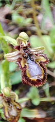 Ophrys speculum