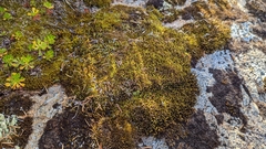 Racomitrium macounii