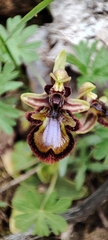 Ophrys speculum