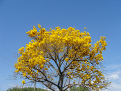 Handroanthus umbellatus