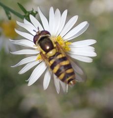 Epistrophella emarginata