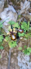 Ophrys speculum
