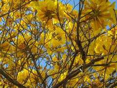 Handroanthus umbellatus