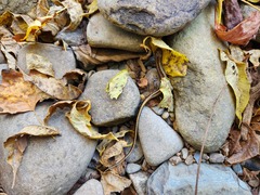 Eurycea guttolineata