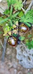 Ophrys speculum