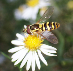 Epistrophella emarginata