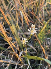 Solidago ptarmicoides
