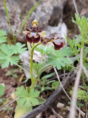 Ophrys speculum