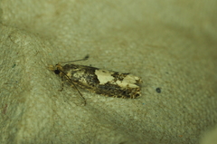 Epinotia trigonella