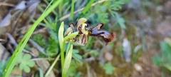 Ophrys speculum