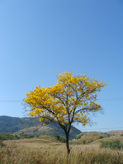Handroanthus umbellatus