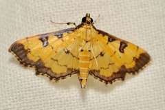 Ategumia ebulealis