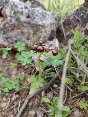Ophrys speculum