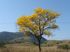 Handroanthus umbellatus