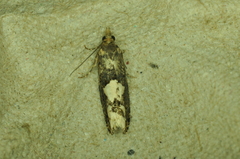 Epinotia trigonella