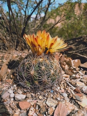 Coryphantha radians