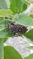 Pachylis argentinus
