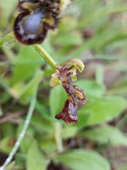 Ophrys speculum