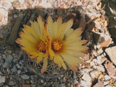 Coryphantha radians