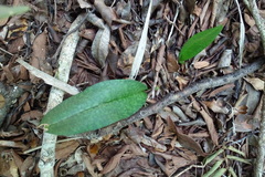 Eulophia maculata