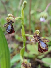 Ophrys speculum