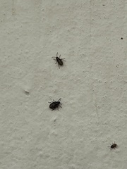 Nysius